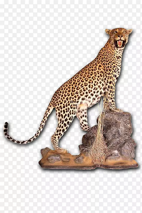 猎豹，豹子，标本，头骨，晒黑-非洲豹