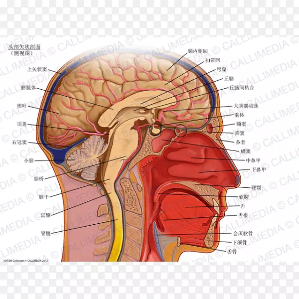 矢状面解剖冠状面横平面头脑