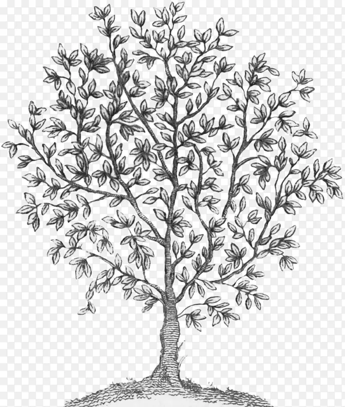 小枝植物茎白花植物-仙女树