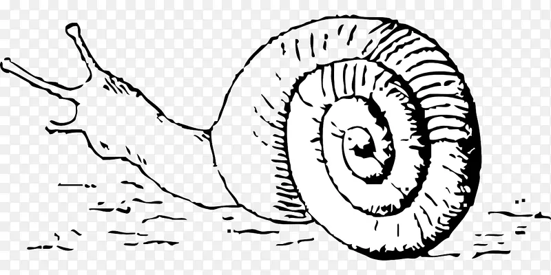 陆地蜗牛腹足类贝壳剪贴画-蜗牛