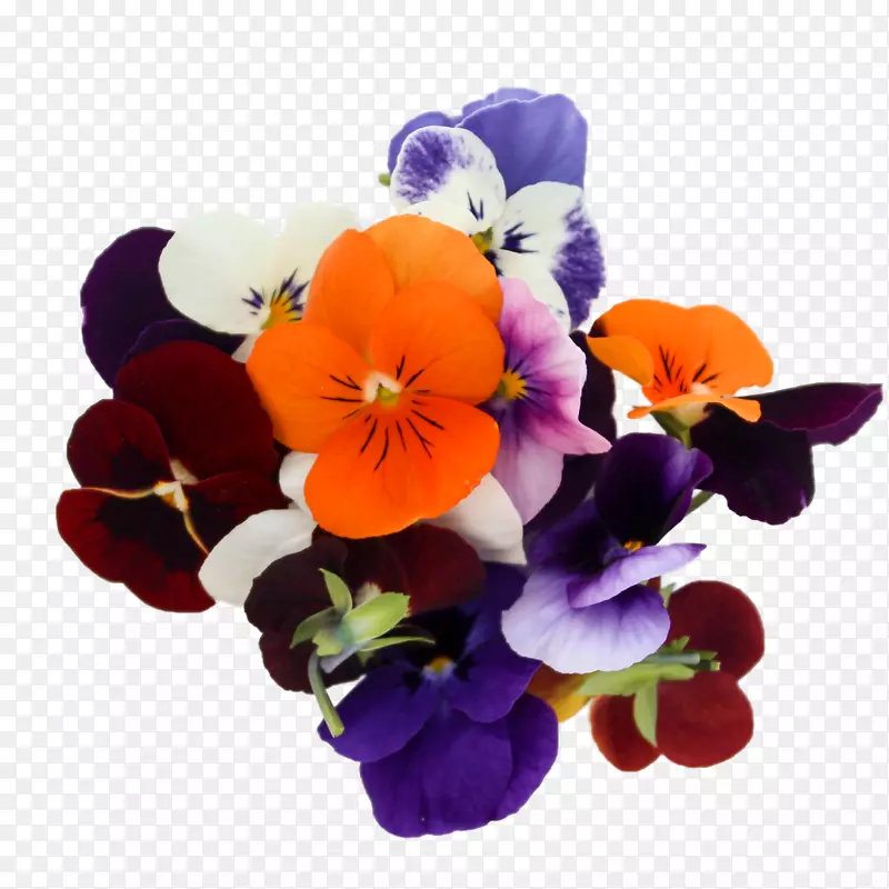潘西花卉设计紫罗兰切花一年生植物紫罗兰