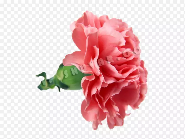 康乃馨花束母亲节玫瑰花
