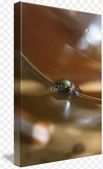 水宏观摄影-太平洋树蛙