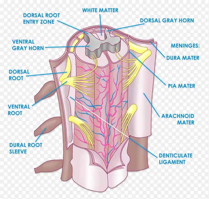 脊髓解剖-脊柱功能