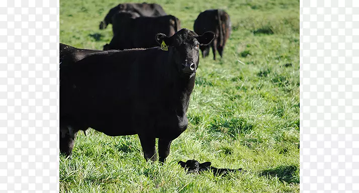 小牛牧场放牧牛犊作业