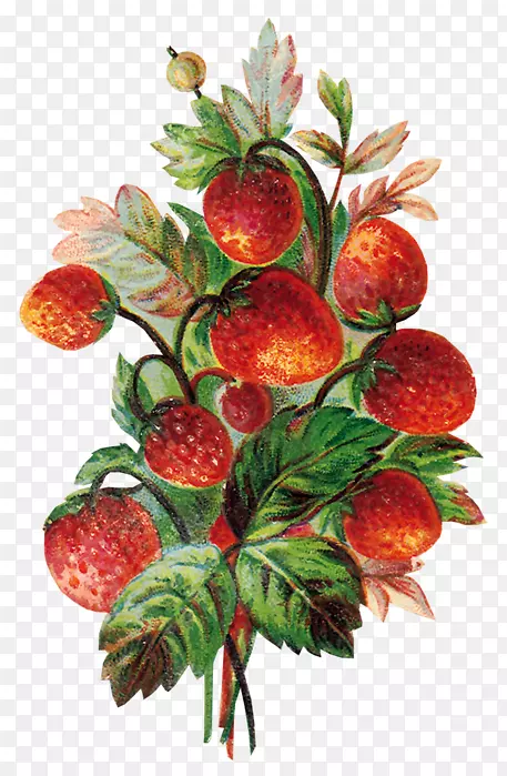 草莓果食