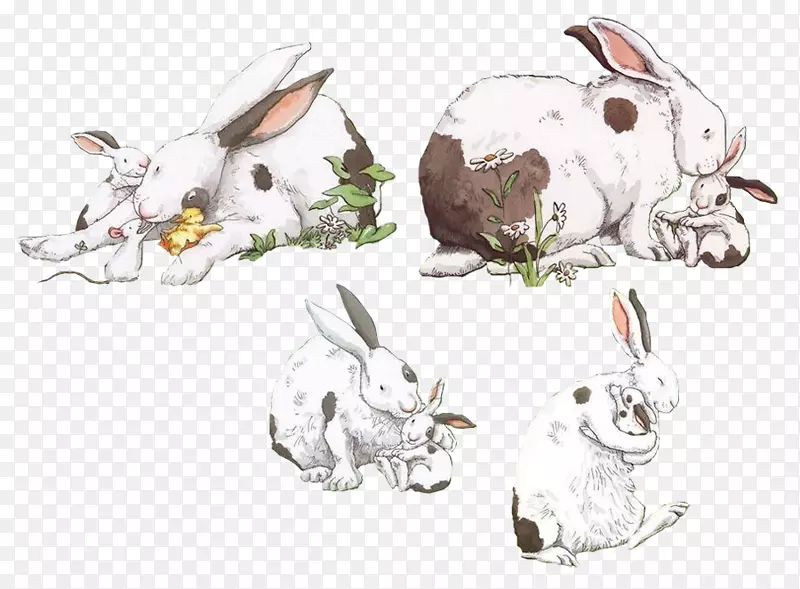 家养野兔画兔