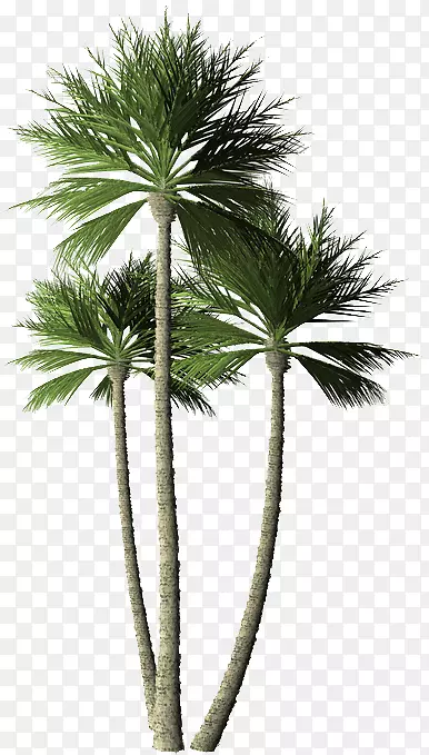 亚洲棕榈槟榔科植物椰子树