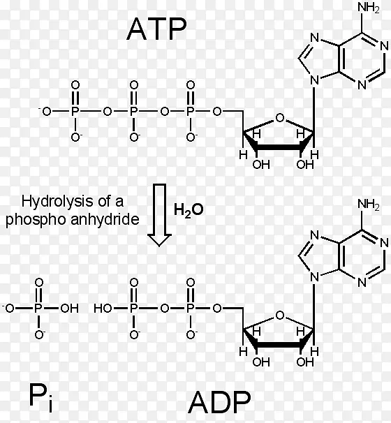 脱氧核糖核酸马兜铃酸加合物细胞色素P 450 dna-图