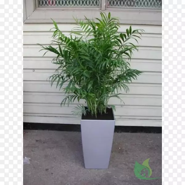 花卉盆栽紫荆花园室内植物槟榔科-花园中心