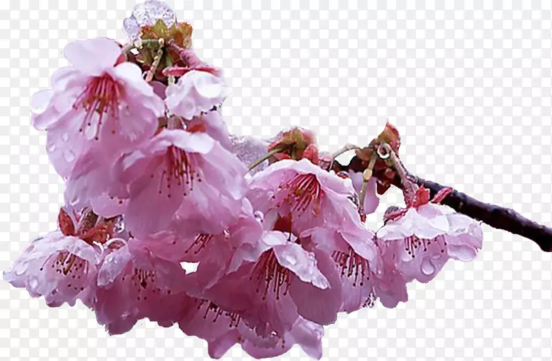 樱花园玫瑰花瓣，每150分钟v.unc.nr ad-樱花