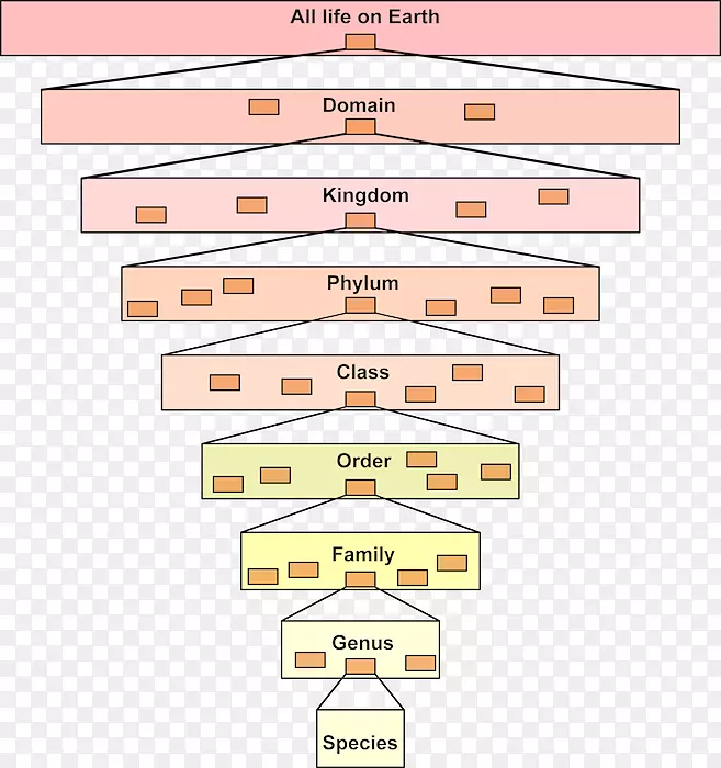 林奈分类学等级系统PNG图片素材下载_图片编号3224828-PNG素材网