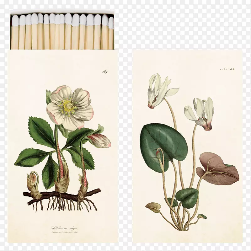 黑尔堡植物学植物插图画-花