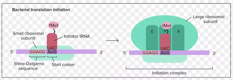 翻译RNA脊灰细胞转录前起始复合物