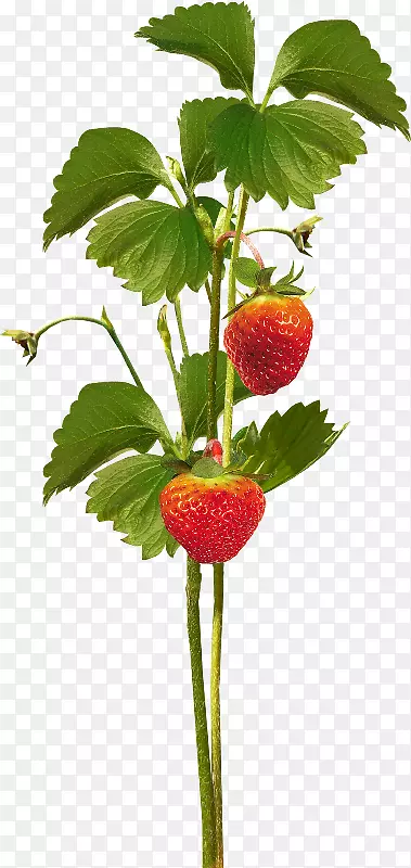 草莓amorodo剪贴画-草莓