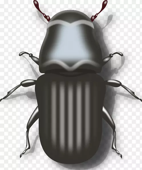 山松甲虫瓢虫剪贴画-龙角甲虫