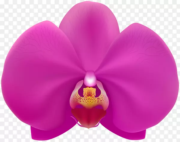 飞蛾兰夹艺术-粉红色兰花