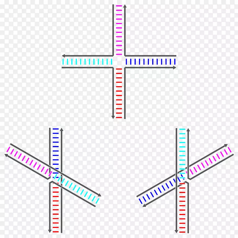 Holliday连接核酸序列遗传重组dna-蓝连接