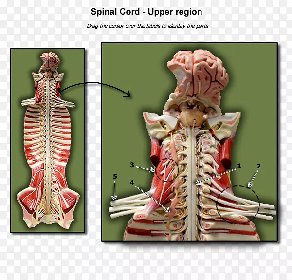 解剖生物学脊髓脊柱生理学脊髓