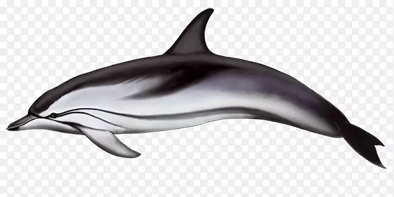 旋转海豚普通宽吻海豚条纹海豚短喙普通海豚粗齿海豚鱼鳍