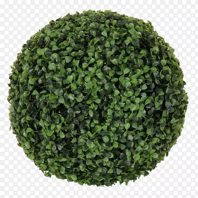 矮牵牛属植物灌木花盆植物PNG图片素材下载_图片编号3235907-PNG素材网