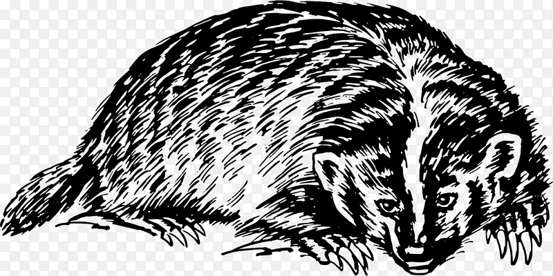 欧洲獾蜂蜜獾夹艺术-野生动物