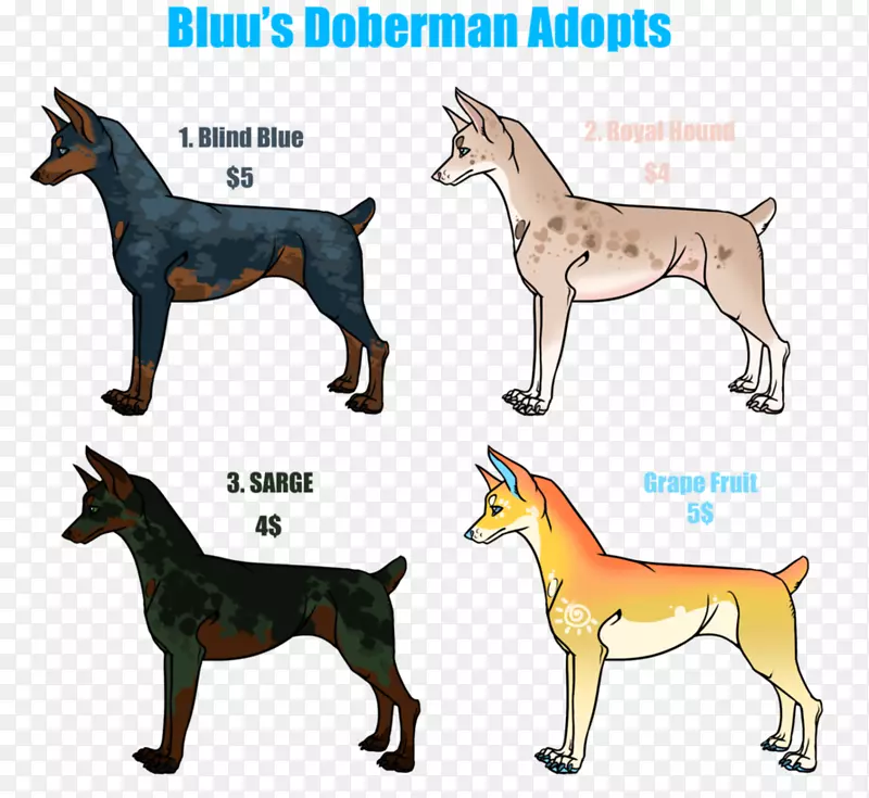 犬种Dobermann罗威纳大丹麦英国獒-杜宾犬