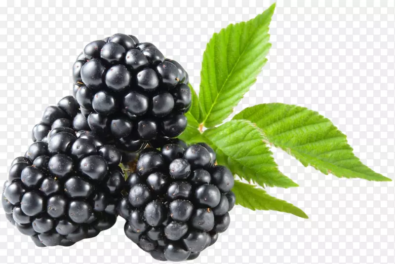 低碳水化合物饮食水果生酮饮食-黑莓
