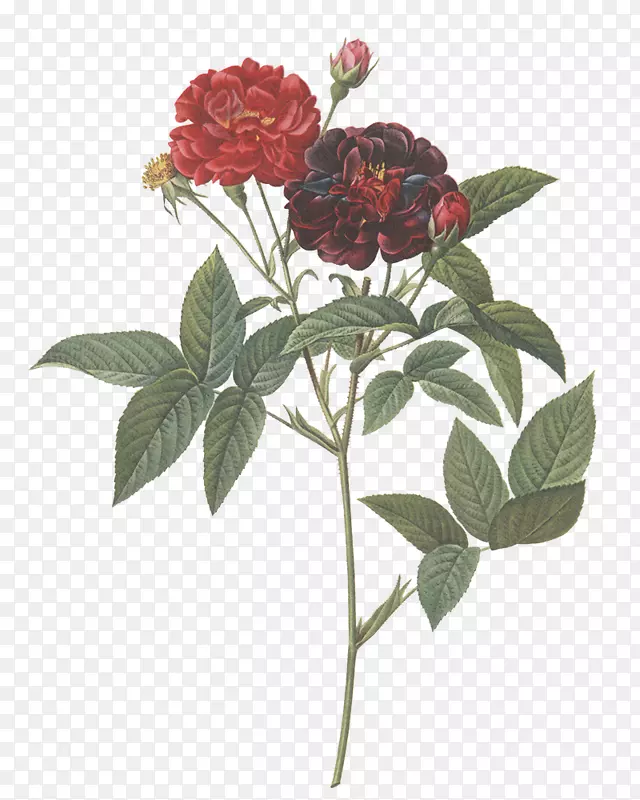 “玫瑰之花之书”：巴黎，1817-1824