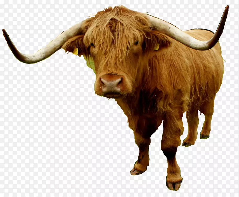 德克萨斯长角高地牛英国长角牛家牦牛