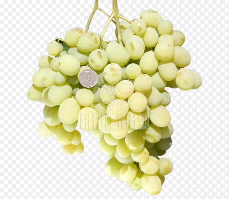 苏大拿麝香小粒品种葡萄-护身符