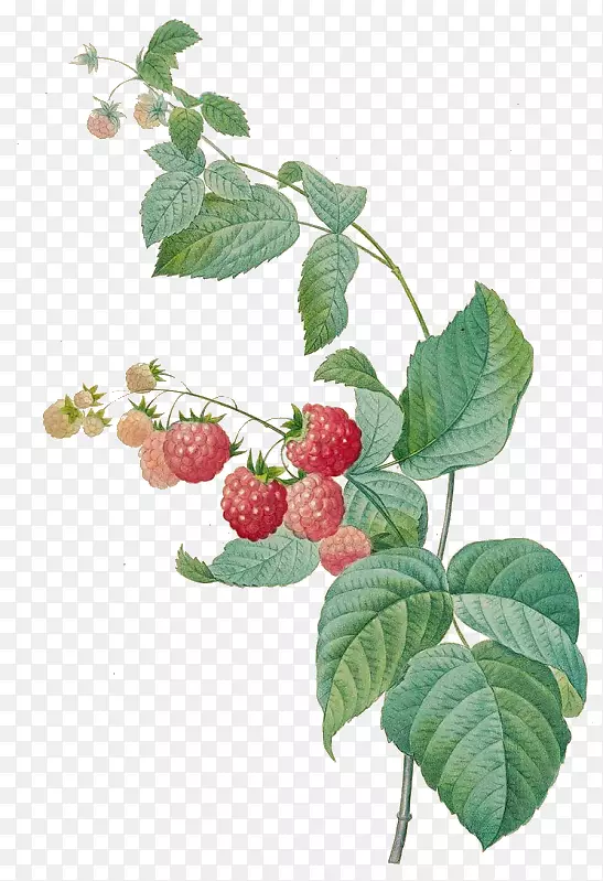 (1759-1840)水果和花卉版画-花
