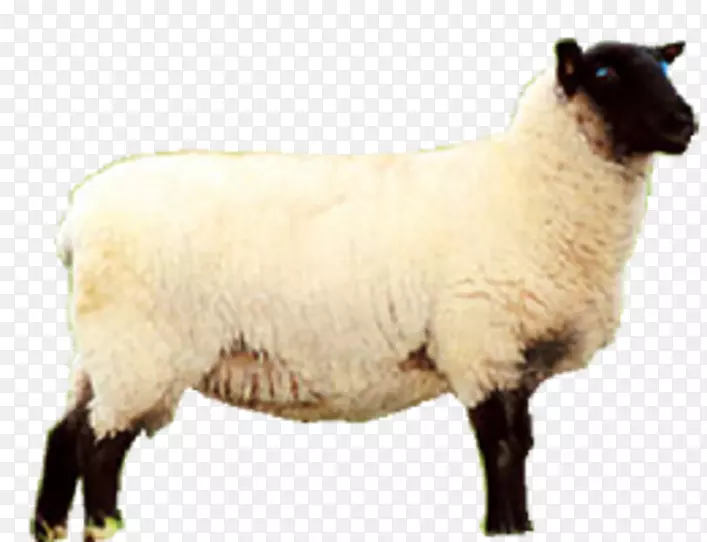 羊肉