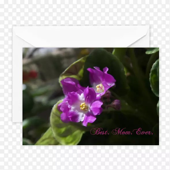 野花草本植物紫罗兰家族-有史以来最好的妈妈