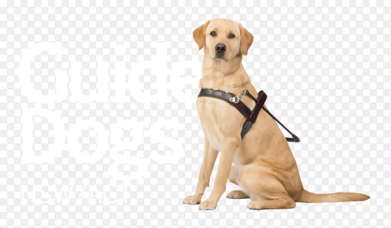 导盲犬维多利亚小狗导盲犬协会导盲犬