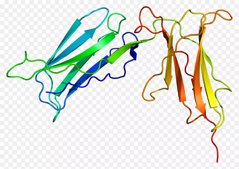 杀伤细胞免疫球蛋白样受体kir2dl1蛋白免疫球蛋白结构域kir2ds4-人白细胞抗原