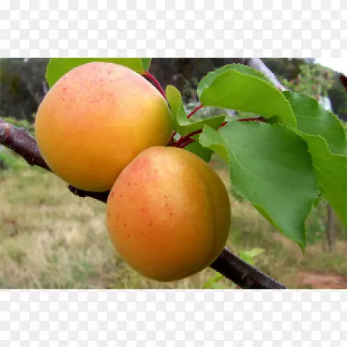 杏品种Люизеauglis果树-杏