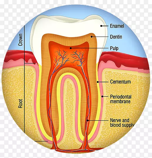 人类牙齿解剖、蛀牙、牙髓治疗.牙冠