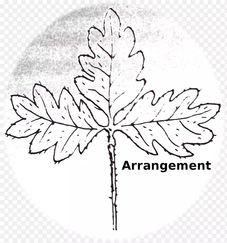 花卉设计叶线艺术.荆棘、刺和刺