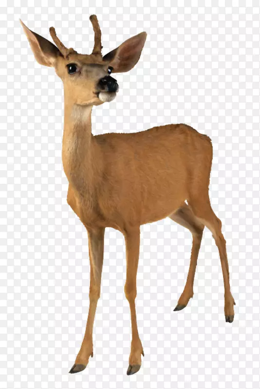 白尾鹿夹艺术鹿