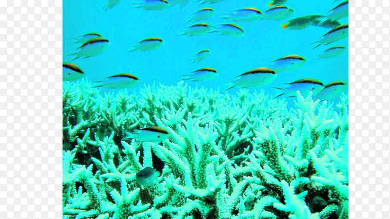 加利福尼亚珊瑚礁鱼类大学戴维斯石珊瑚海洋生物学-珊瑚
