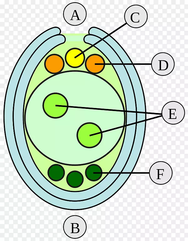 胚珠双受精胚大孢子配子体胚
