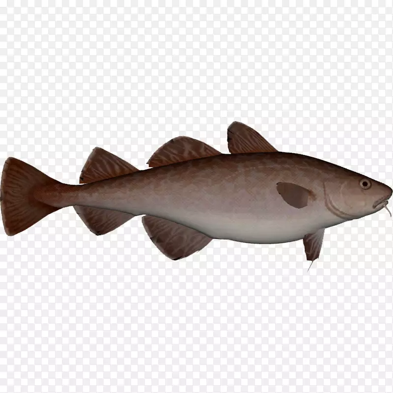方形鲨鱼09777动物群鲶鱼鲑鱼