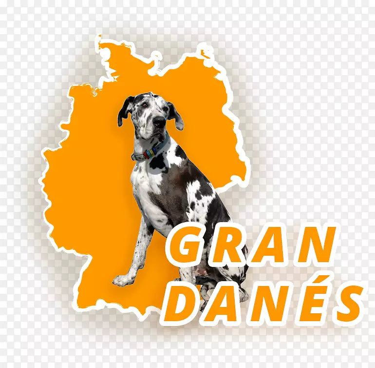 犬种大狗犬阿根廷西班牙灰狗比赛