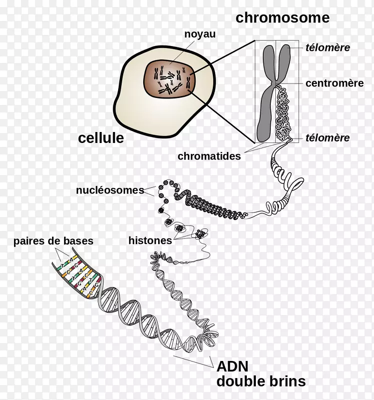 dna染色体细胞分裂基因-染色体