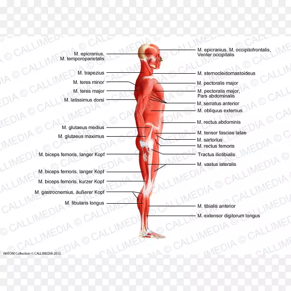 斜方肌人体肌肉解剖肌肉系统-二头肌