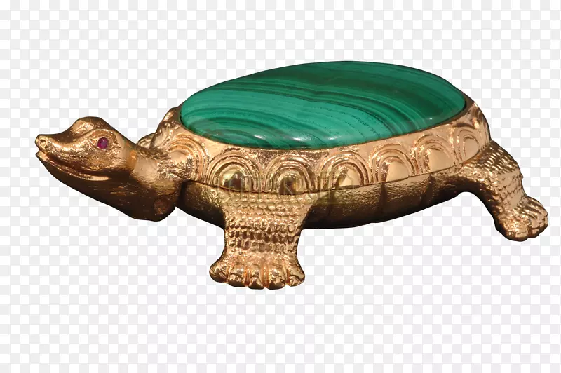 箱形海龟常见的龟陆生动物龟