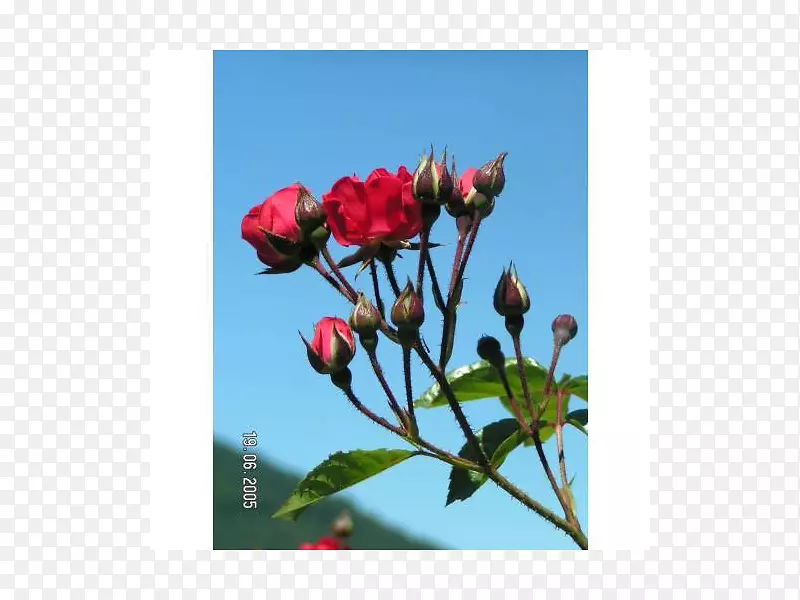 花瓣玫瑰科芽植物茎草本植物-玫瑰