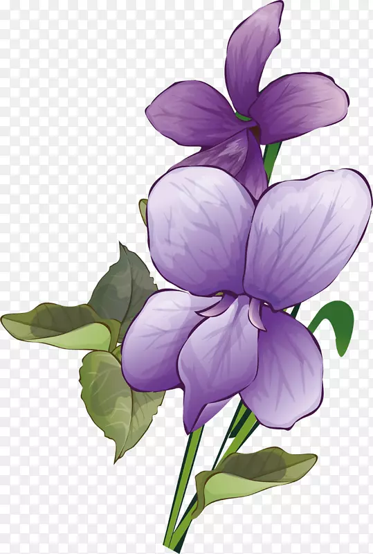 植物茎草本植物紫罗兰