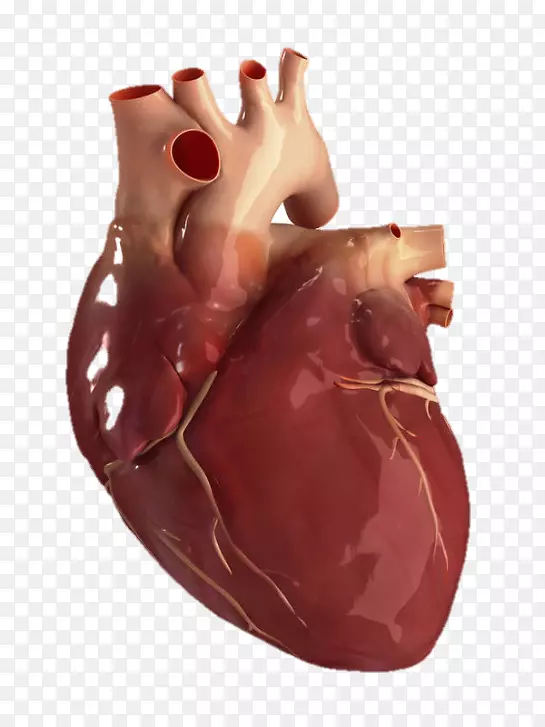人体解剖关于你的心脏摄影-心脏